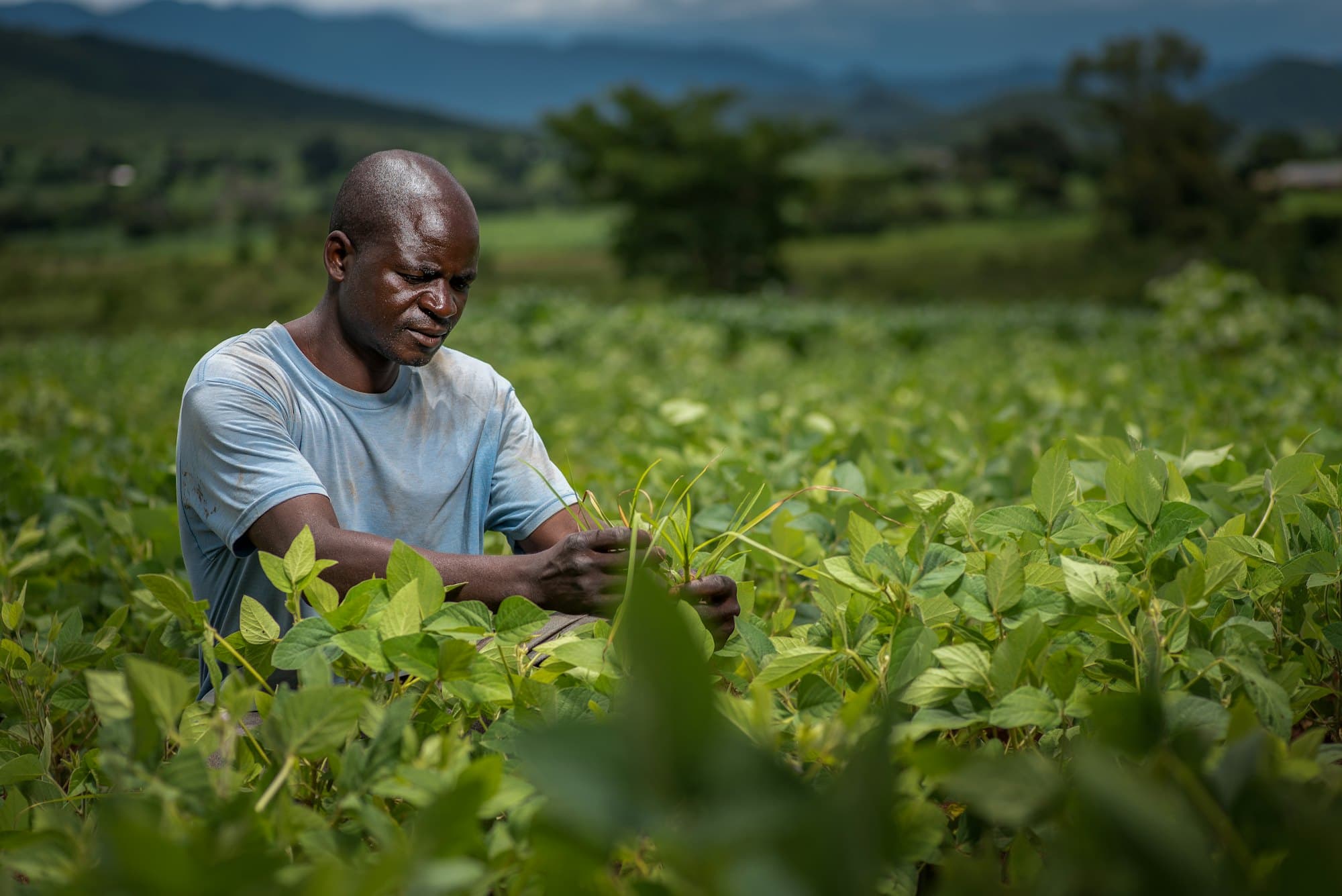 A smallholder farmer inspecting crops in a green field